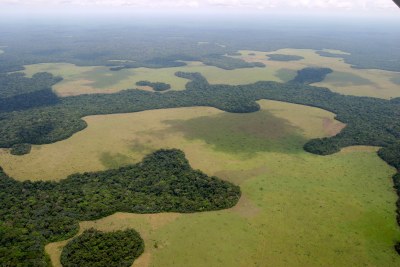Logging devastation (file photo).