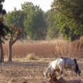 Arid Nigerian Region Turns to Science to Improve Crop Harvests
