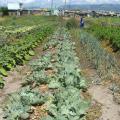 Fezeka community garden, Gugulethu
