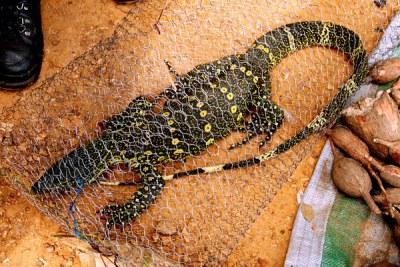 A Liberian farmer brought this Nile Monitor lizard to the 2007 agricultural fair to sell. While bush meat such as this was not a formal part of the fair, it continues to be a part of local subsistence economies.