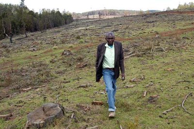 A man walks through a depleted section of Mau Forest in Nessuit area. The Kenyan Government plans to evict illegal settlers from Mau Forest Complex.