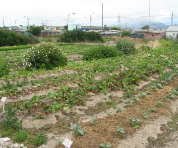 Urban Food Gardens Take Off