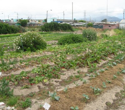 Urban Food Gardens Take Off