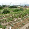 Urban Food Gardens Take Off