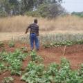 Urban Gardening in Zimbabwe