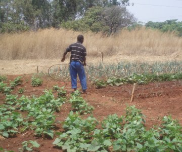 Urban Gardening in Zimbabwe
