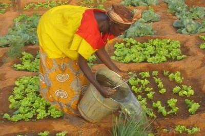 Sahel farmers are finding ways to reclaim the desert.