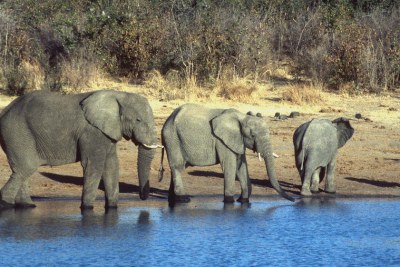 Elephants in Hwange, Zimbabwe.