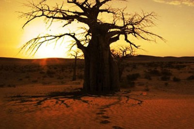 More than 45 million hectares of land were bought in developing countries, with ...