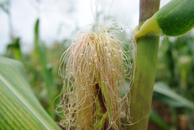 Maize.