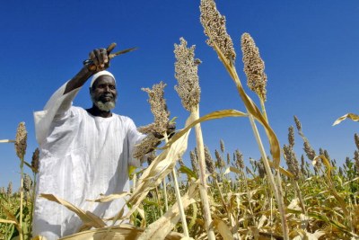 A local farmer harvests sorghum produced from seeds donated by the Food and Agriculture Organization (FAO) through the