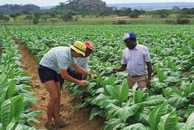 File Photo:Zimbabwe Farmer