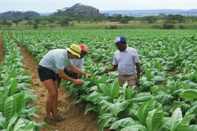 Tobacco growers in Zimbabwe (file photo).