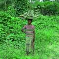 Africa's Tropical Forest Management