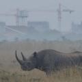 An Early Morning Kenyan Game Drive