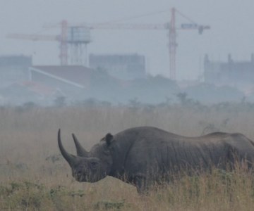 An Early Morning Kenyan Game Drive