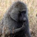 An Afternoon at Kenya's Game Park Within a City