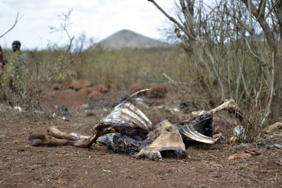 Drought has claimed livestock in Namibia.