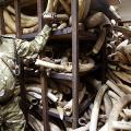 Worst Places in Africa to Be an Elephant