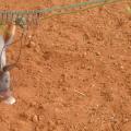 Tanzania Giant Rats Sniff Out Land Mines And TB