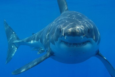 A great white shark.
