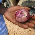 Onion Crisis Adds to Niger?s Food Problems