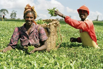 Harvesting: Two pickers make their way through a field in Limuru, Kenya