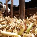 DRAFT LIvestock Ndumbuini Dairy Farmers Photoessay
