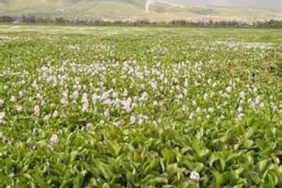 Water Hyacinth in Lake Victoria