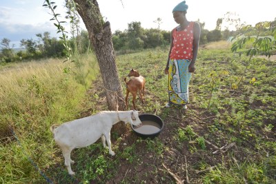 East African Farmers Fighting Climate Change