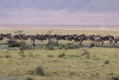 Kenyan plane crashes in Serengeti killing three passengers.