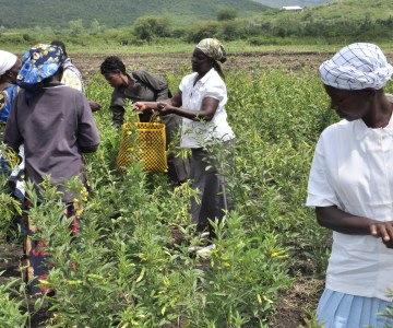 Combating Climate Change in Kenya