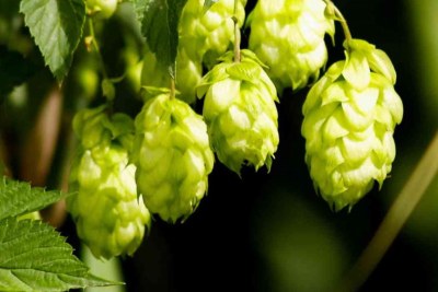 South African Craft Brewers Share Their Secrets