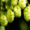 South African Craft Brewers Share Their Secrets