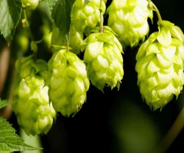 South African Craft Brewers Share Their Secrets