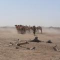 Trekking with Ethiopia's Nomads For a Better Life