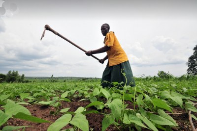 Bean farmer works in her plot of young bush beans.