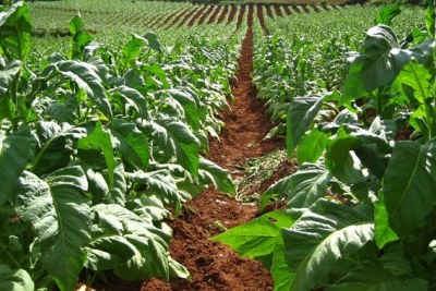 A Tobacco farm in Zimbabwe (File Photo)