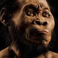 Small Brain Didn't Hold Homo Naledi Back!