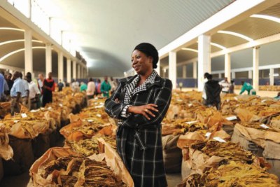 tobacco auction floors zimbabwe Zimbabwe's Tobacco Farming Delivers Significant Growth