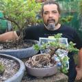 Miniature Trees Grown in Seychelles, Part of Japanese Art of Bonsai
