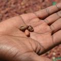 Malawi?s Toxic Harvest