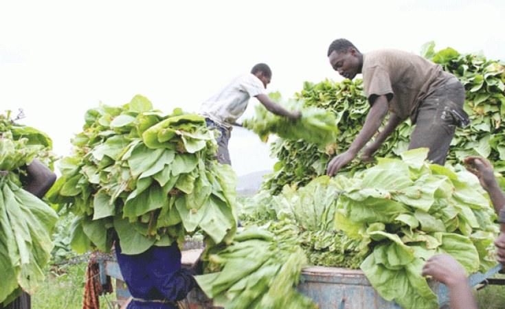 tobacco origin story 23. Story of Origin of Tobacco | Way of Living