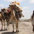 Failed Gamble of Somali-Ethiopian Pastoralists
