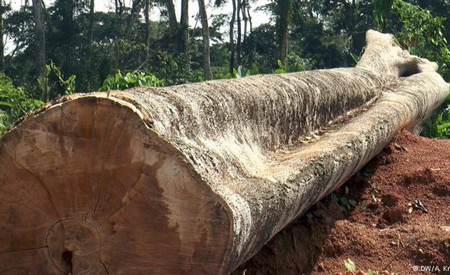 Ghana: Illegal Logging Threatens Livelihoods of Hundreds of Ghanaian ...