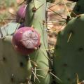 Alien Plants Causes Headaches for Kenyan Farmers