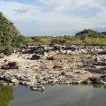 Ancient Crocodile Fossils Found in Seychelles