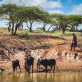 Emerging Diseases Threaten Maasai and Their Herds