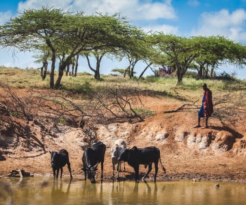 Emerging Diseases Threaten Maasai and Their Herds