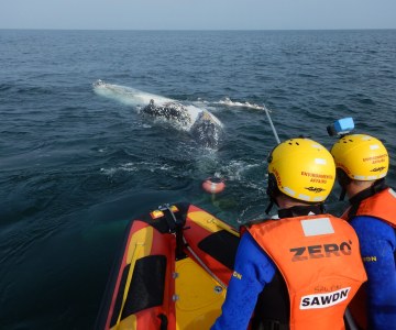 South African Sea Rescue Institute Saves Humpback Whale